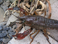 クリックすると大きな画像が出てきます。