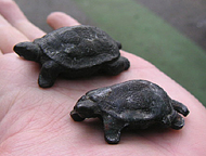 クリックすると大きな画像が出てきます。