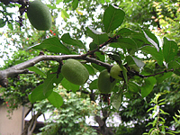 クリックすると大きな画像が出てきます。