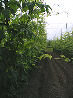 クリックすると大きな画像が出てきます。