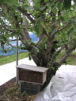 クリックすると大きな画像が出てきます。