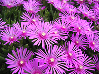 クリックすると大きな画像が出てきます。