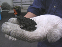 クリックすると大きな画像が出てきます。