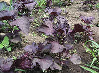 クリックすると大きな画像が出てきます。