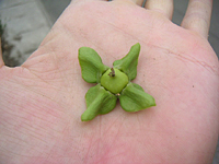 クリックすると大きな画像が出てきます。