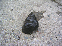 クリックすると大きな画像が出てきます。