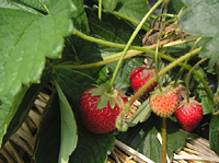 クリックすると大きな画像が出てきます。