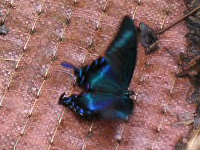 クリックすると大きな画像が出てきます。