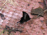 クリックすると大きな画像が出てきます。