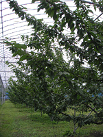 クリックすると大きな画像が出てきます。