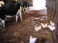 クリックすると大きな画像が出てきます。