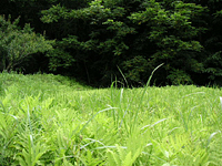 クリックすると大きな画像が出てきます。