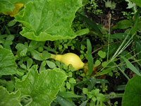 クリックすると大きな画像が出てきます。