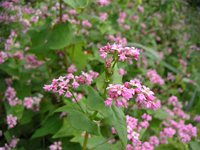 クリックすると大きな画像が出てきます。