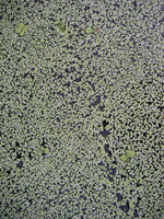 クリックすると大きな画像が出てきます。