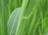 クリックすると大きな画像が出てきます。