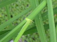 クリックすると大きな画像が出てきます。