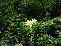 クリックすると大きな画像が出てきます。