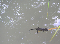 クリックすると大きな画像が出てきます。