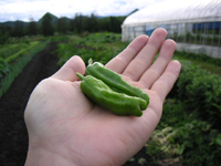 クリックすると大きな画像が出てきます。