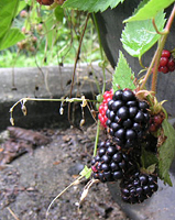 クリックすると大きな画像が出てきます。