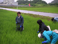 クリックすると大きな画像が出てきます。