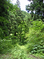 クリックすると大きな画像が出てきます。