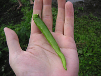 クリックすると大きな画像が出てきます。