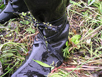 クリックすると大きな画像が出てきます。