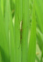 クリックすると大きな画像が出てきます。