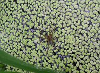 クリックすると大きな画像が出てきます。