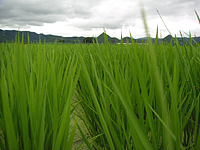 クリックすると大きな画像が出てきます。