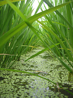 クリックすると大きな画像が出てきます。