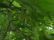 クリックすると大きな画像が出てきます。