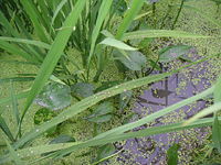 クリックすると大きな画像が出てきます。