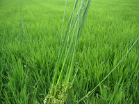 クリックすると大きな画像が出てきます。