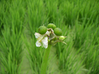 クリックすると大きな画像が出てきます。