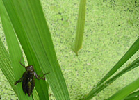 クリックすると大きな画像が出てきます。