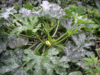 クリックすると大きな画像が出てきます。