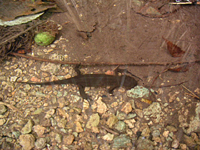 クリックすると大きな画像が出てきます。