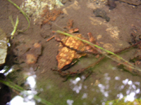 クリックすると大きな画像が出てきます。