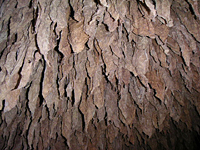 クリックすると大きな画像が出てきます。