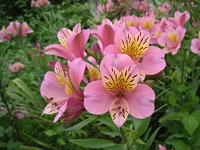 クリックすると大きな画像が出てきます。