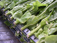 クリックすると大きな画像が出てきます。