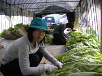 クリックすると大きな画像が出てきます。