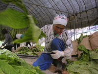 クリックすると大きな画像が出てきます。