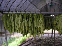 クリックすると大きな画像が出てきます。