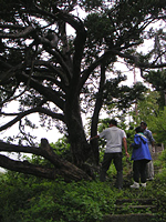 クリックすると大きな画像が出てきます。