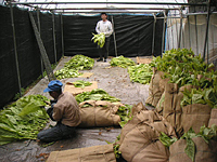 クリックすると大きな画像が出てきます。