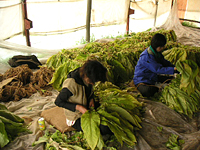 クリックすると大きな画像が出てきます。